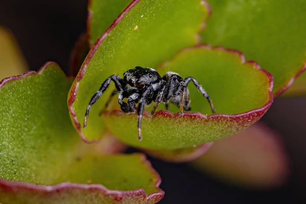 Ausgewachsene Männliche Springspinne Der Gattung Pachomius — Stockfoto