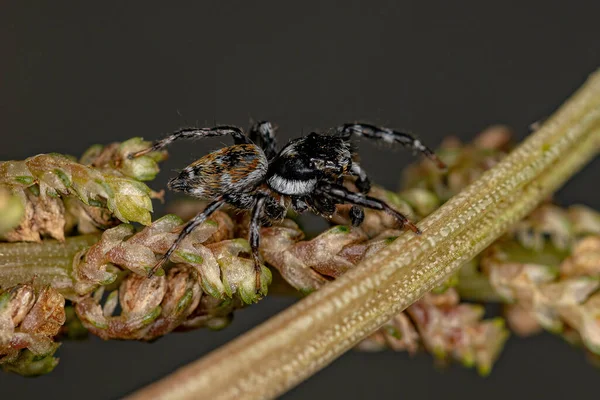 Masculino Adulto Saltando Araña Del Género Pachomius — Foto de Stock
