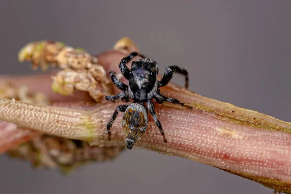 Adulto Masculino Saltando Aranha Gênero Pachomius — Fotografia de Stock