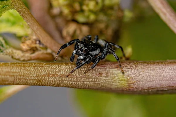 Dospělý Skákající Pavouk Rodu Pachomius — Stock fotografie