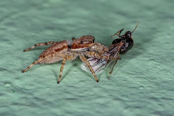 Küçük Gri Duvar Atlayan Örümcek Menemerus Bivittatus Kanatlı Bir Karıncayı — Stok fotoğraf