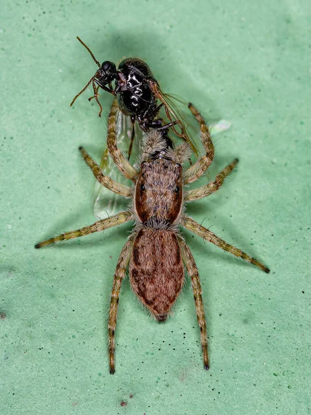 Small Gray Wall Jumping Spider Species Menemerus Bivittatus Preying Winged — Stock Photo, Image