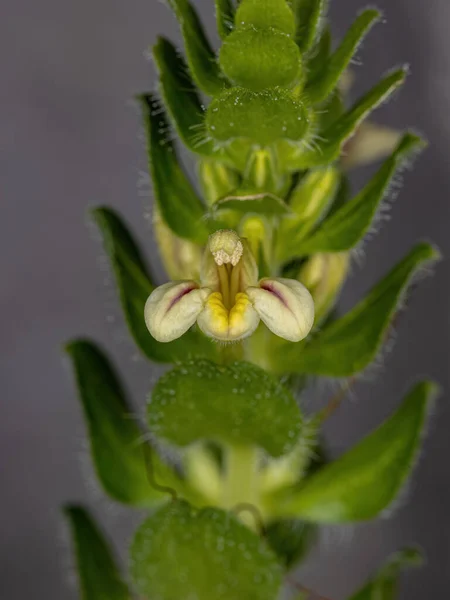 Pianta Nervosa Della Specie Fittonia Albivenis Con Fiori — Foto Stock