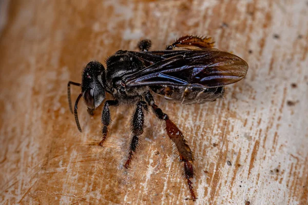 Stachellose Biene Vom Stamm Meliponini — Stockfoto