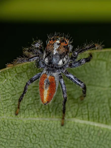 Ενήλικο Αρσενικό Άλμα Spider Του Genus Frigga — Φωτογραφία Αρχείου