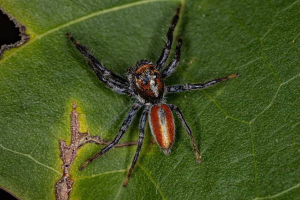 Ausgewachsene Männliche Springspinne Der Gattung Frigga — Stockfoto