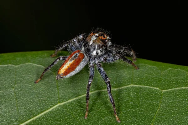 Masculino Adulto Saltando Araña Del Género Frigga —  Fotos de Stock