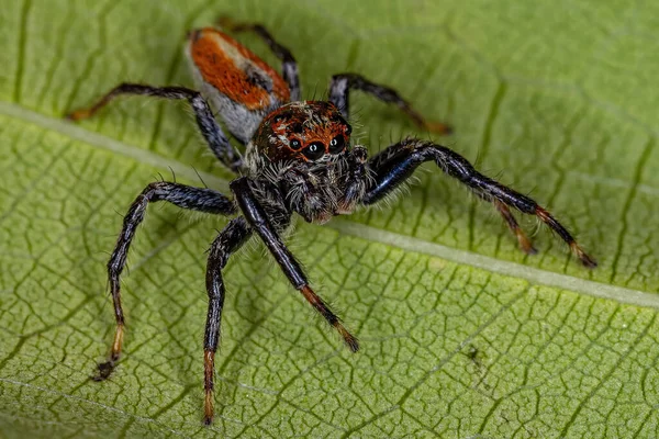 Ausgewachsene Männliche Springspinne Der Gattung Frigga — Stockfoto