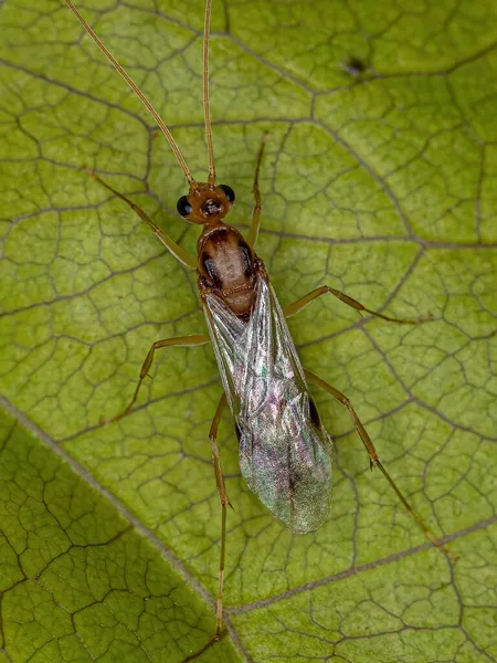 Adult Male Winged Trap Jaw Ant Genus Odontomachus — Φωτογραφία Αρχείου