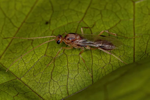 Dorosły Mężczyzna Skrzydlaty Pułapka Szczęka Mrówka Rodzaju Odontomachus — Zdjęcie stockowe
