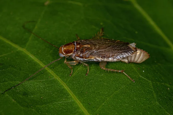 Cucaracha Hembra Adulta Familia Ectobiidae Que Pone Huevos —  Fotos de Stock