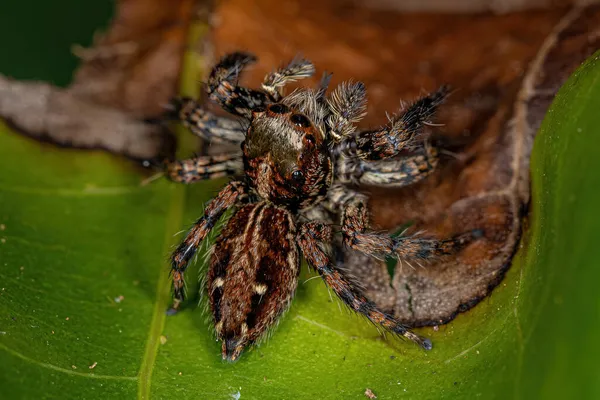 Adult Female Pantropical Jumping Spider Species Plexippus Paykulli — Stock Photo, Image