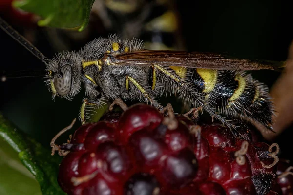 Campsomerinae Altfamilyasından Yetişkin Scoliid Wasp — Stok fotoğraf