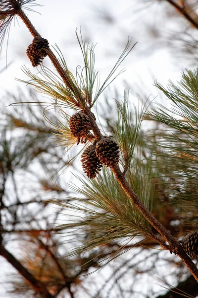 Big Pines Árvore Gênero Pinus Com Foco Seletivo — Fotografia de Stock