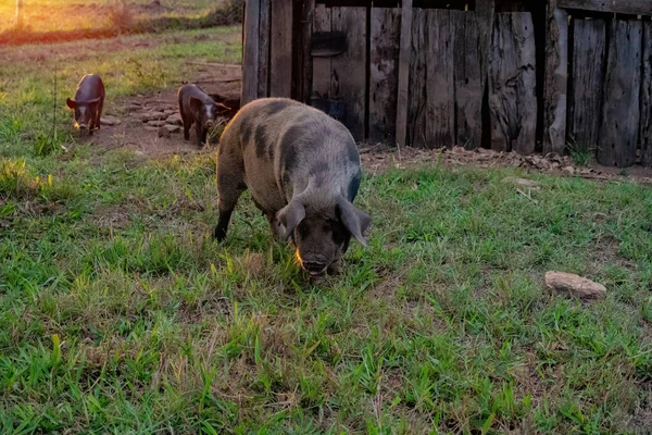 Cochon Élevé Dans Une Porcherie Extérieure Avec Une Concentration Sélective — Photo