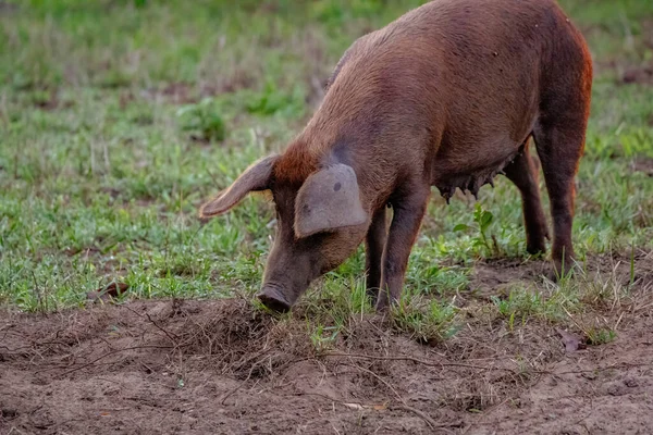 Świnia Hodowana Plenerowym Chlewie Selektywnym Ukierunkowaniem — Zdjęcie stockowe