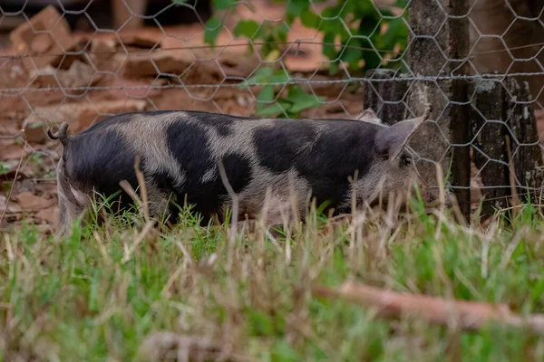 Cochon Élevé Dans Une Porcherie Extérieure Avec Une Concentration Sélective — Photo