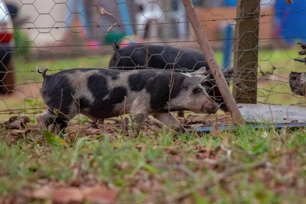 Cerdo Criado Una Pocilga Aire Libre Con Enfoque Selectivo —  Fotos de Stock