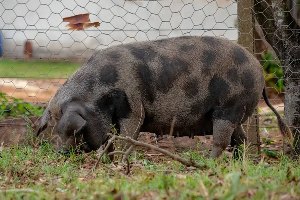 Schweinezucht Einem Freilandschweinstall Mit Selektivem Fokus — Stockfoto