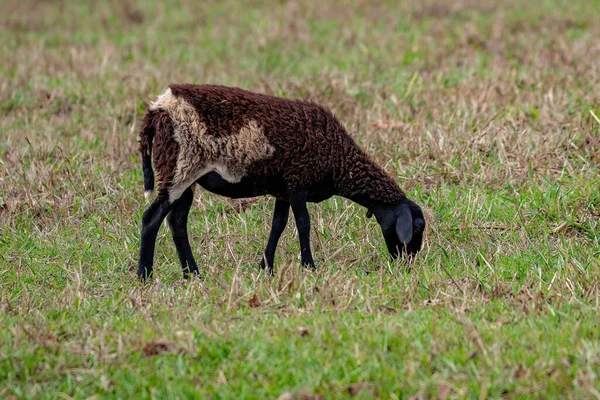 Yetişkin Koyunları Otlakta Yapayalnız — Stok fotoğraf