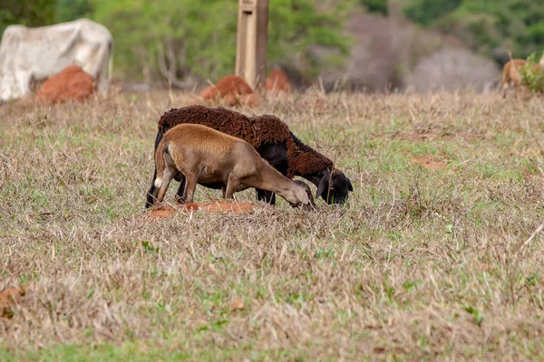 Moutons Bruns Adultes Dans Groupe Dans Une Zone Pâturage — Photo