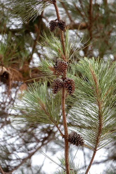 Big Pines Árvore Gênero Pinus Com Foco Seletivo — Fotografia de Stock