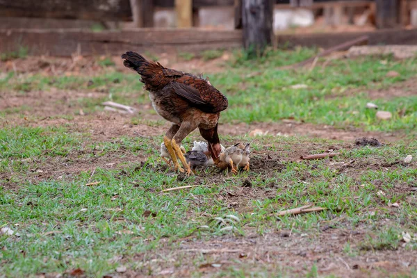 Domácí Kuřata Poddruhu Gallus Gallus Domesticus — Stock fotografie