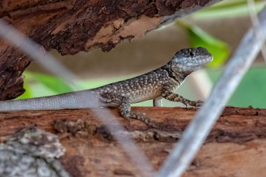 Tropidurus cinsinin küçük zemin kertenkelesi