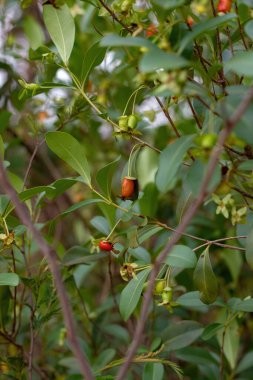 Rio Grande Bitkisi 'nin Kirazları. Eugenia' nın seçici odaklı hali.