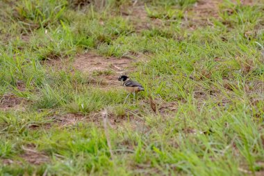 Paslı yakalı, Sporophila yakalı kuş türü.