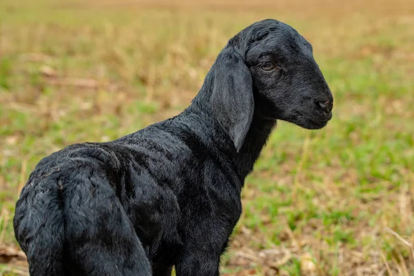 Küçük Kara Koyun Bir Çiftlikte Yalnız — Stok fotoğraf