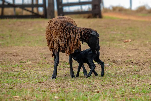 Küçük Kara Koyun Yavrusu Kaybolduktan Sonra Annesiyle Tekrar Karşılaşır — Stok fotoğraf