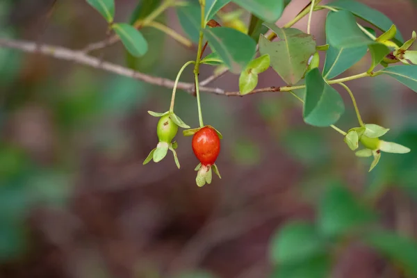 Fruits Cherry Rio Grande Plant Species Eugenia Involucrata Selective Focus — Stock Photo, Image