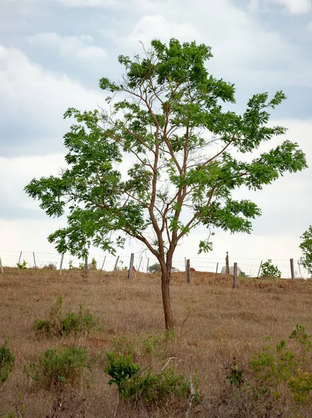 Duże Dicotyledonous Angiosperm Drzewo Selektywnym Ukierunkowaniem — Zdjęcie stockowe