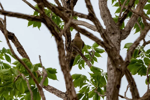 Animal Chalk Brow Mockingbird Mimus Attoninus — 스톡 사진