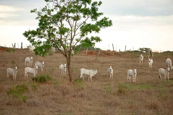 Grupa Krów Pastwisku Gospodarstwa — Zdjęcie stockowe