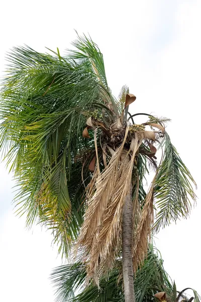 Palmeira Gênero Syagrus Com Frutos — Fotografia de Stock