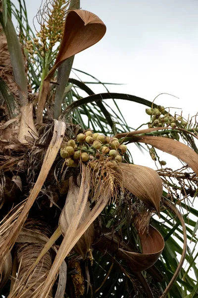 Palmera Del Género Syagrus Con Frutos — Foto de Stock