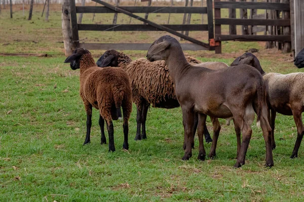 Çayırda Bir Grup Yetişkin Koyunu — Stok fotoğraf