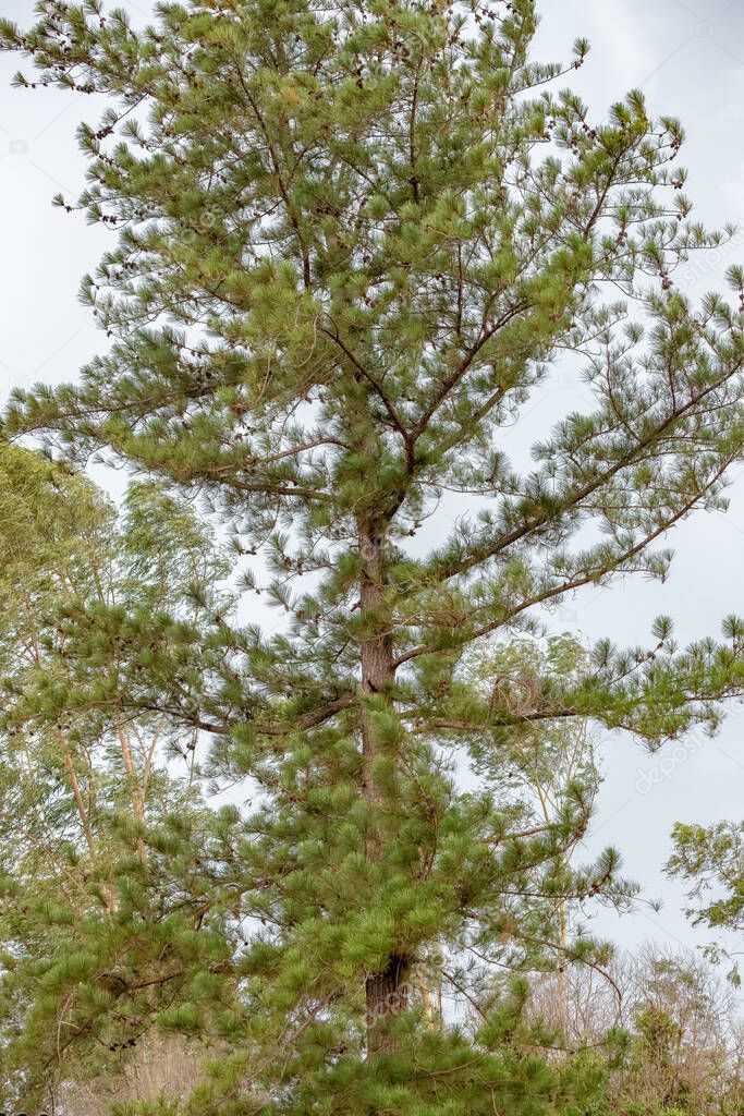 Big Pines Tree of the Genus Pinus with selective focus