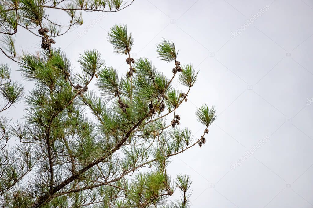 Big Pines Tree of the Genus Pinus with selective focus