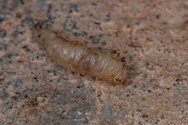 Brachyceran Alt Brachycera Sinek Larvası