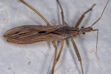 Stenopoda cinsinden Yetişkin Suikastçı Böceği