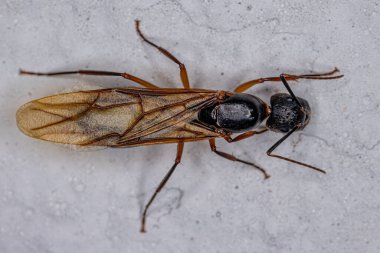 Camponotus cinsinin Yetişkin Kadın Marangoz Kraliçesi Karınca