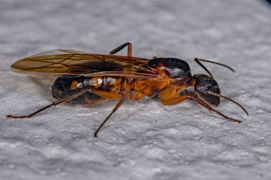 Camponotus cinsinin Yetişkin Kadın Marangoz Kraliçesi Karınca