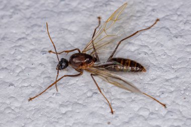 Camponotus cinsinden Yetişkin Erkek Kanatlı Marangoz Karınca