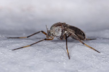 Chironomidae ailesinin ısırmayan yetişkin Midge 'i.