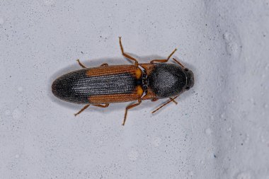 Elateridae ailesinin Yetişkin Tıklama Böceği