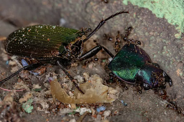 Ausgewachsene Weibchen Der Gattung Pheidole Fressen Einen Toten Ausgewachsenen Laufkäfer — Stockfoto