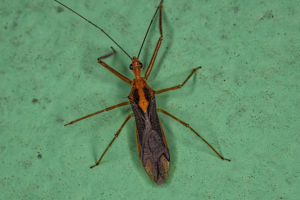 Adult Assassin Bug Rus Repipta — Stock fotografie